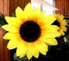 bahr-blumen-sonnen.jpg (21720 Byte)
