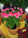 bahr-blumen3.jpg (37309 Byte)