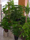 bahr-blumen6.jpg (50741 Byte)