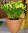 bahr-blumen7.jpg (21927 Byte)
