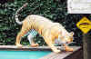1tiger.jpg (41391 bytes)