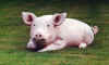 schweinchen.jpg (17873 bytes)