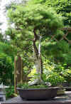 bonsai-neuss-10.jpg (34717 bytes)