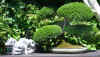 bonsai-neuss-11.jpg (31168 bytes)