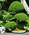 bonsai-neuss-12.jpg (47815 bytes)