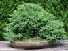 bonsai-neuss-15.jpg (49488 bytes)