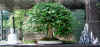 bonsai-neuss-1.jpg (57299 bytes)