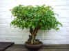 bonsai-neuss-23.jpg (38238 bytes)