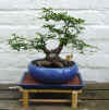 bonsai-neuss-25.jpg (29811 bytes)