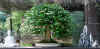 bonsai-neuss-2.jpg (64664 bytes)