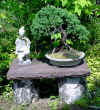 bonsai-neuss-4.jpg (87760 bytes)