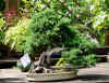 bonsai-neuss-9.jpg (63251 bytes)